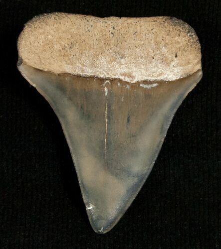 Bargain Mako Shark Tooth Fossil #5421